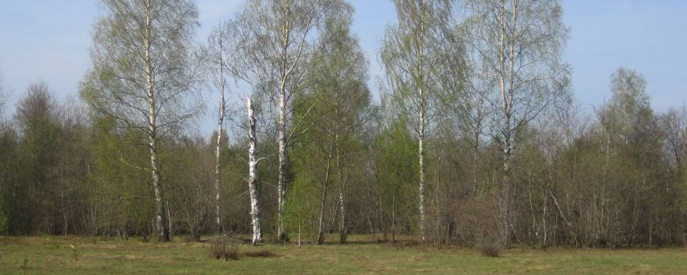 
            Фотография Званца