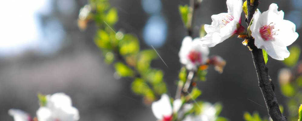 
            Фотография Сантьяго Тейде