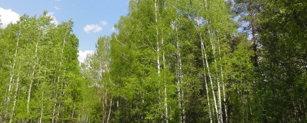 
            Фотография Новых Дубровок