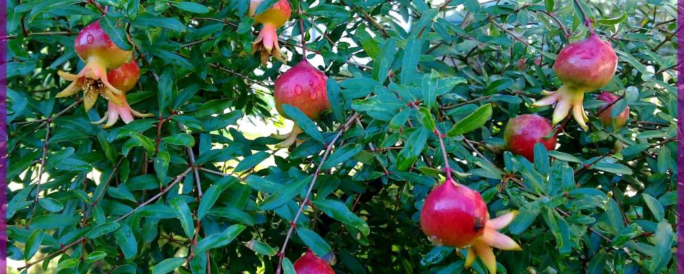 
            Фотография Педемонте