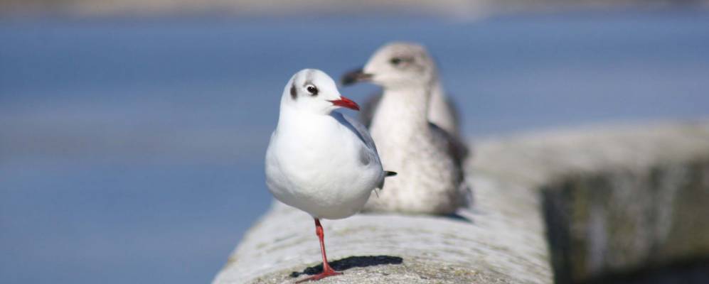 
            Фотография Рианксо