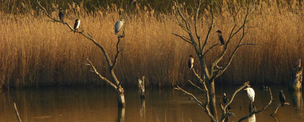 
            Фотография Длинный листа