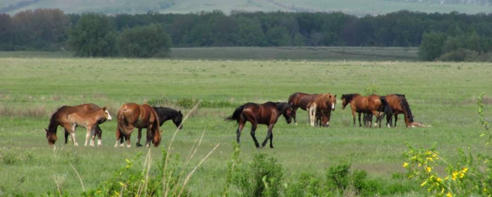 
            Фотография Дмитриевки