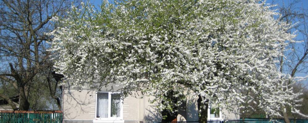 
            Фотография Вихти