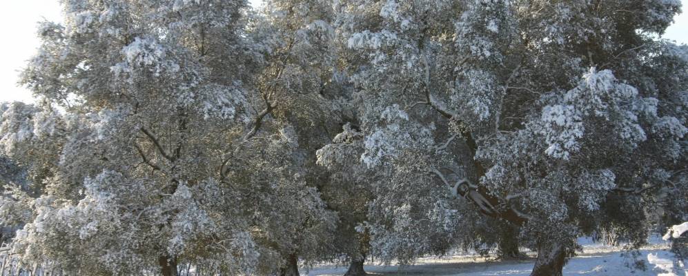 
            Фотография Ории