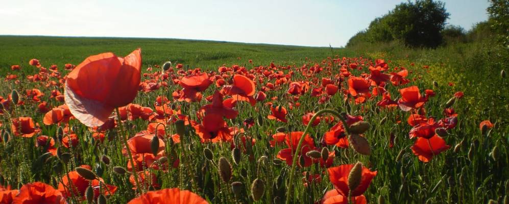 
            Фотография Михайлевичей