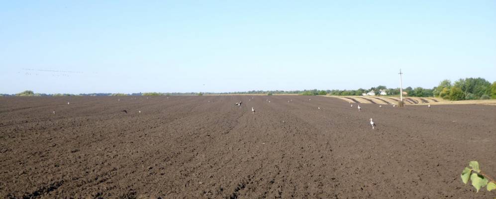 
            Фотография Дунайки