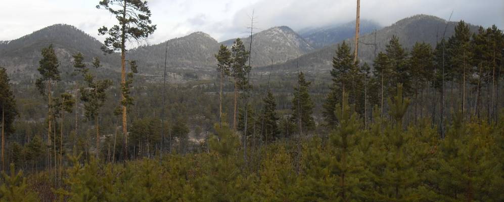 
            Фотография Лесного