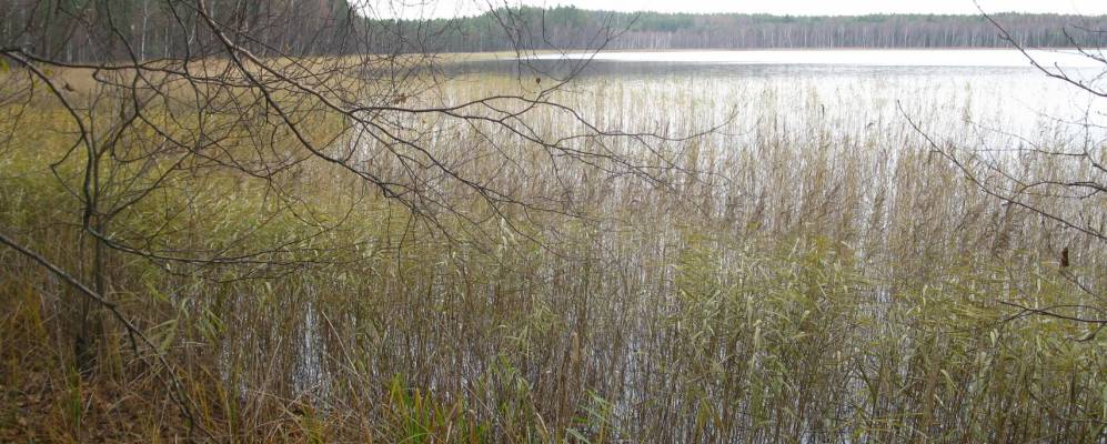 Фотография Лепешихи