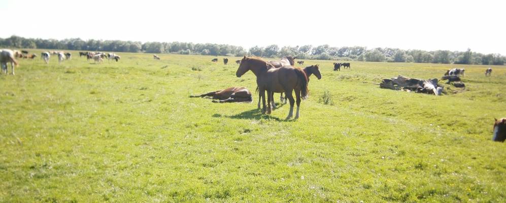 
            Фотография Станковцы