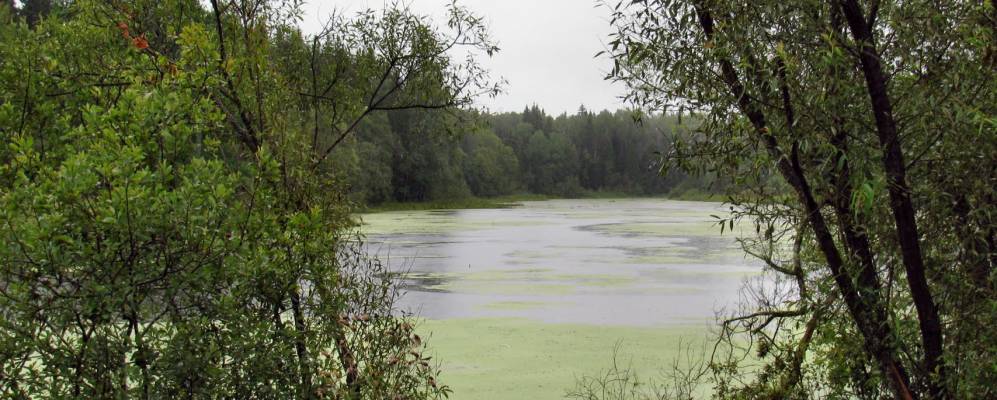 
            Фотография Андронихи