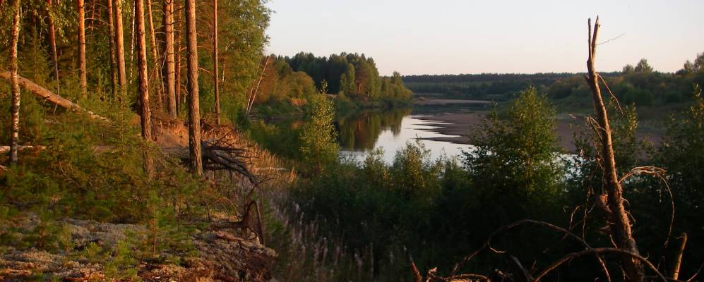 
            Фотография Осинок