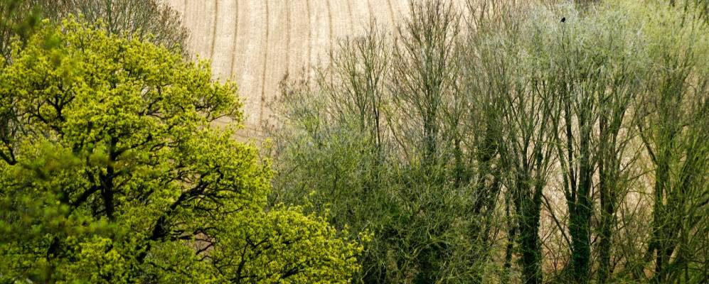 
            Фотография Бемелена