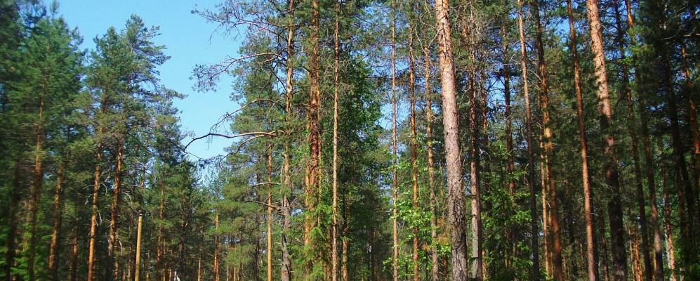 
            Фотография Крутца