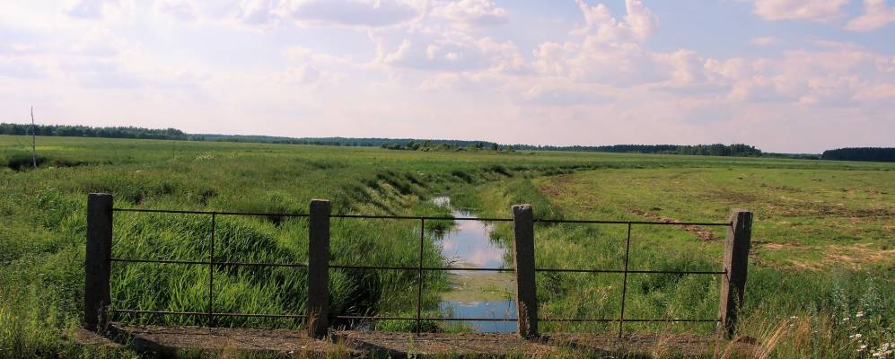 
            Фотография Пони