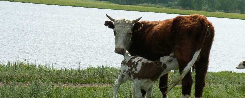 
            Фотография Чистополья