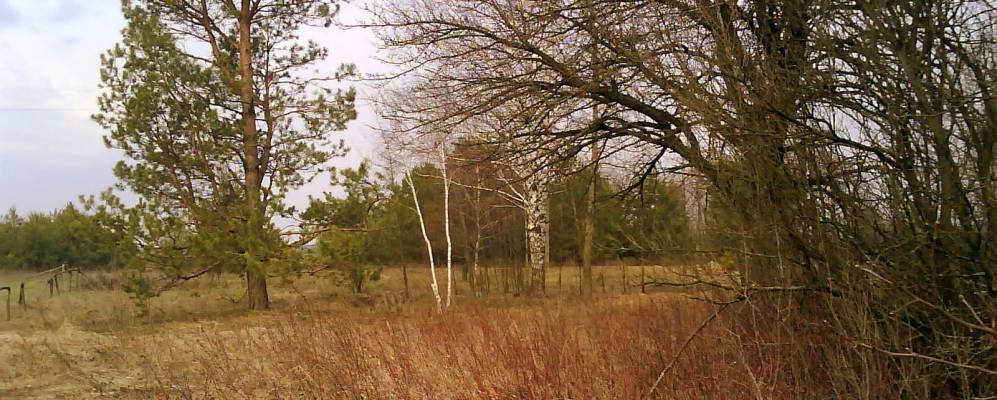 
            Фотография Дудки