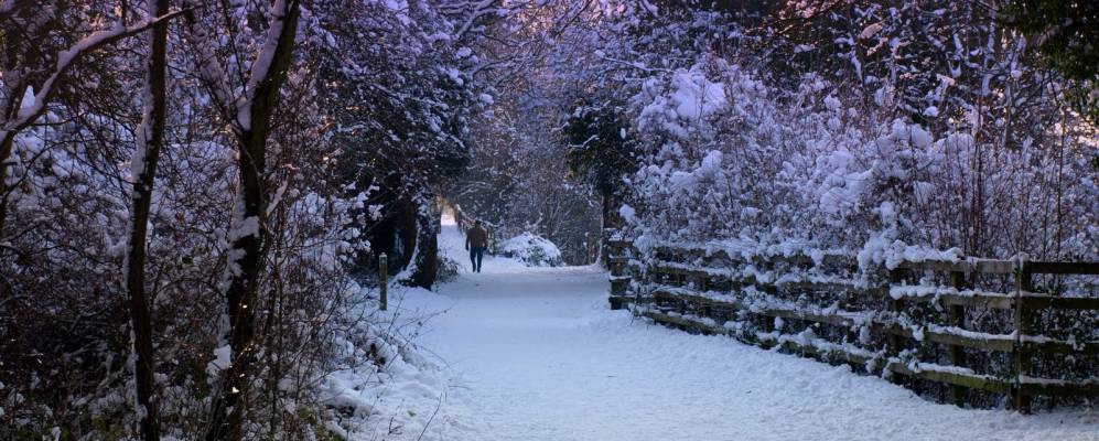 
            Фотография Ледбери