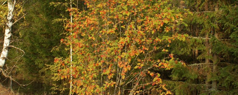 
            Фотография Кучки