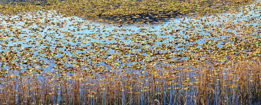 
            Фотография Абанта