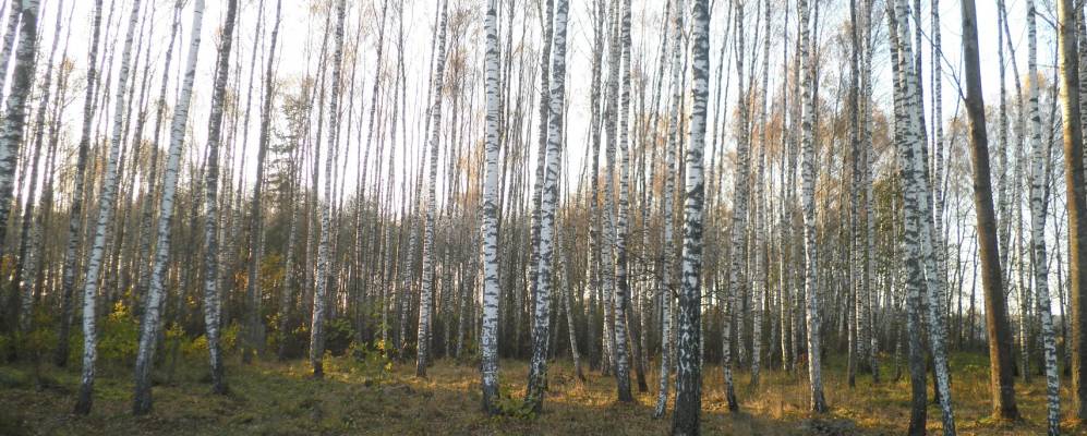 Фотография Нового Луга