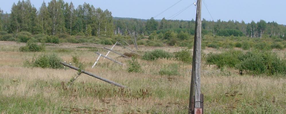 
            Фотография Ежевицы