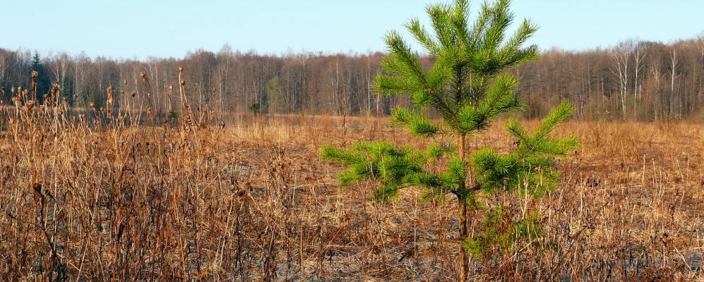 Фотография Овсяниково