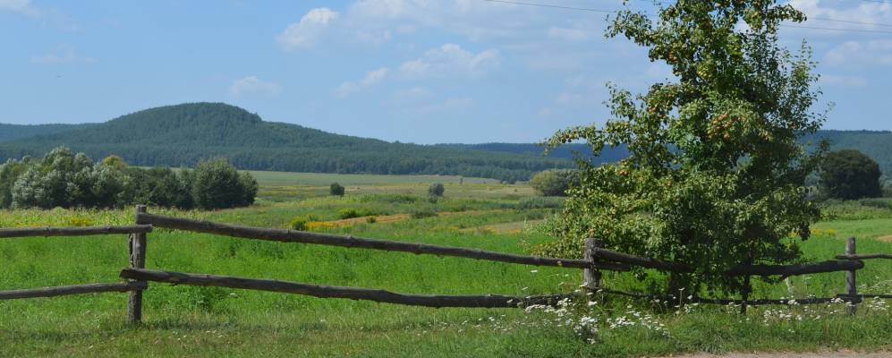 
            Фотография Сошища