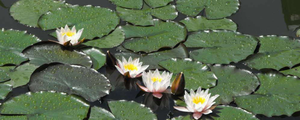 
            Фотография Tompa