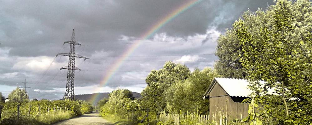 
            Фотография Дубины