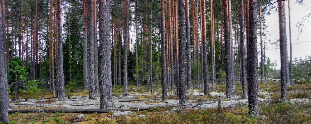 Фотография Мережи