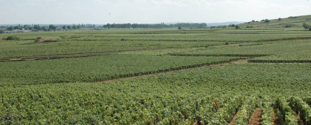 
            Фотография Алокс-Кортона