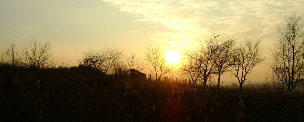 
            Фотография Лозы