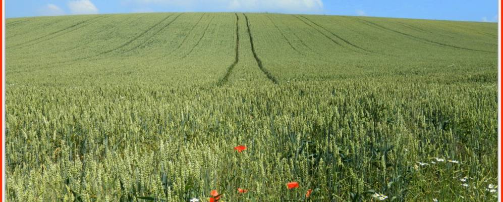 
            Фотография Кирхардта