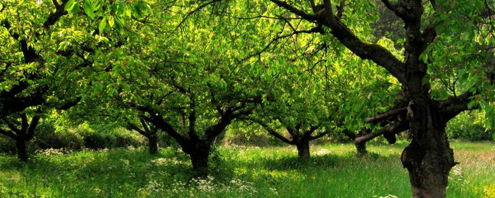 
            Фотография Йокгрима