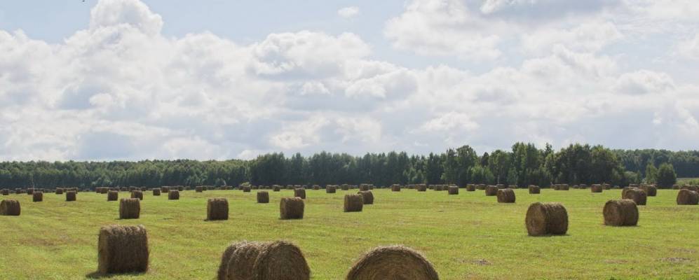 Фотография Хотисино