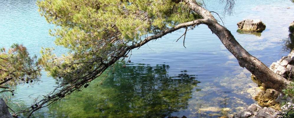 
            Фотография Говедари