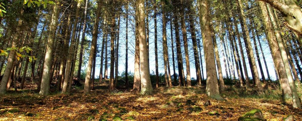 
            Фотография Philippsheim