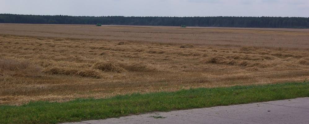 Фотография Сосновки