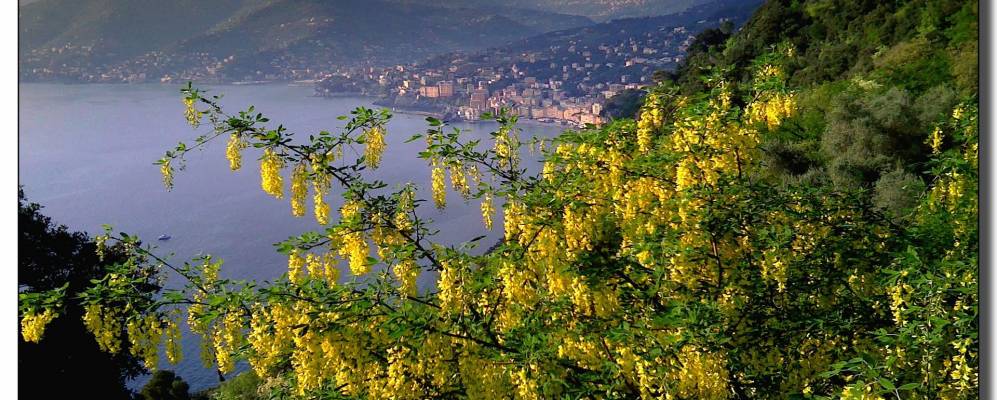 
            Фотография Руты