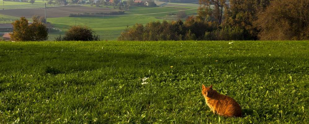 
            Фотография Бруттена