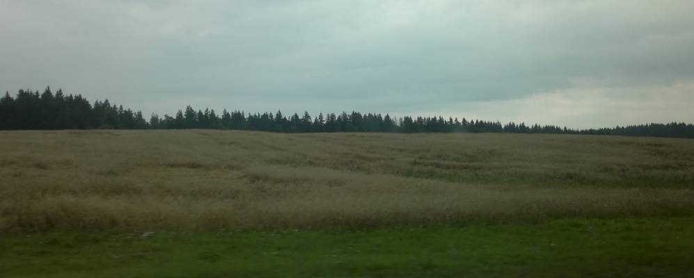 
            Фотография Рощицы