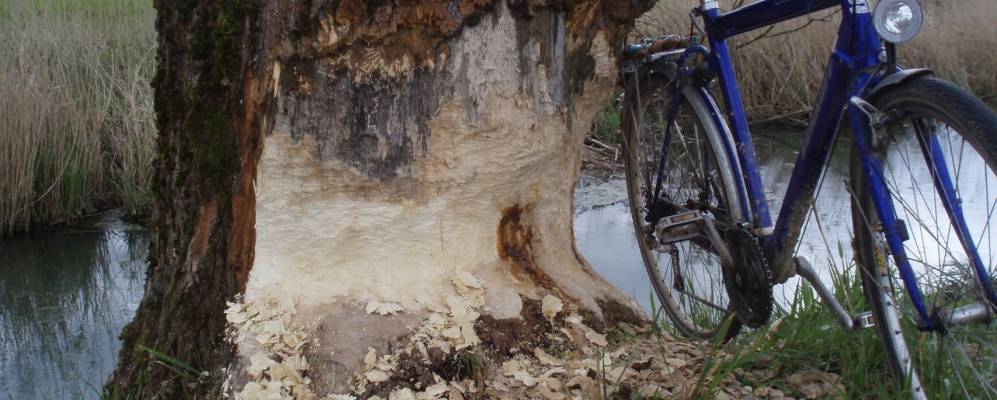 
            Фотография Ахольфинга