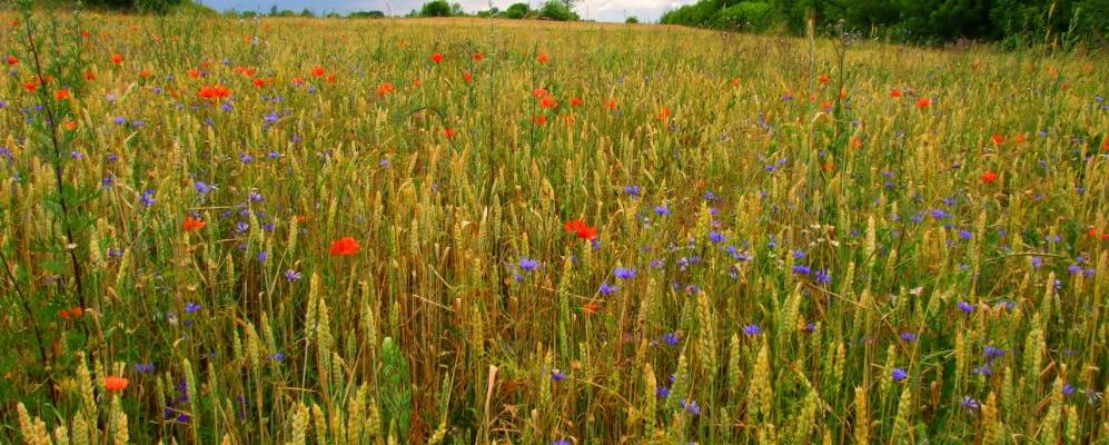 
            Фотография Беличей