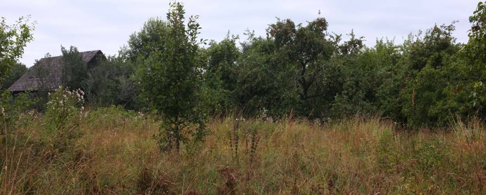 
            Фотография Кульбино