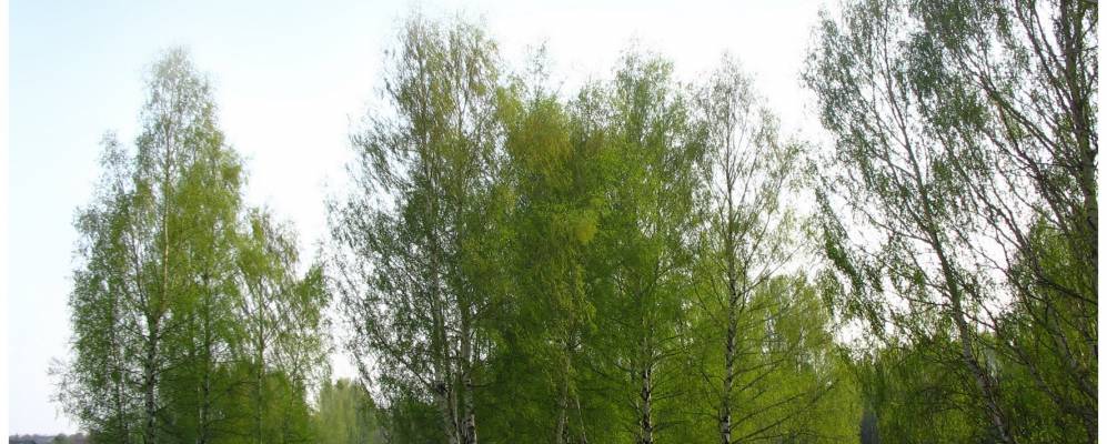 Фотография Морканаша