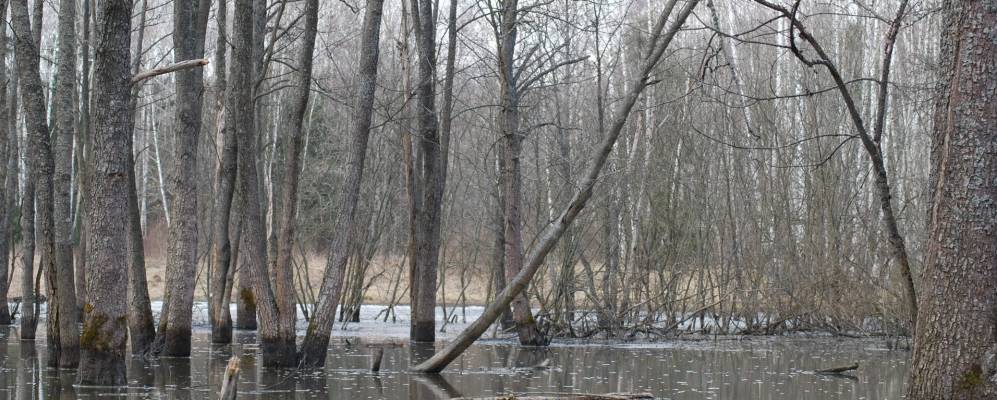 
            Фотография Леоново