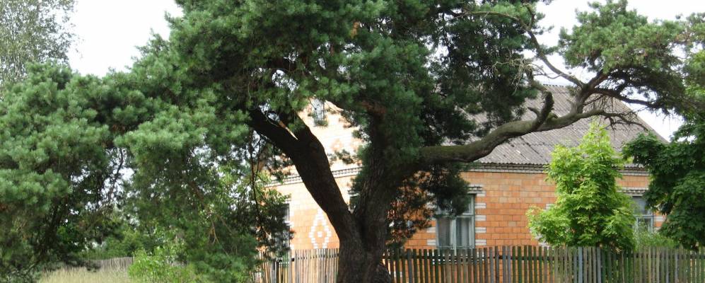 
            Фотография Островичей