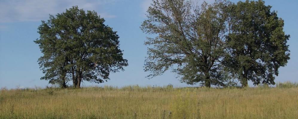 
            Фотография Дикопорожья