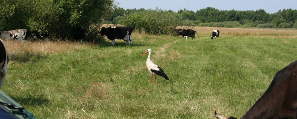 
            Фотография Личины